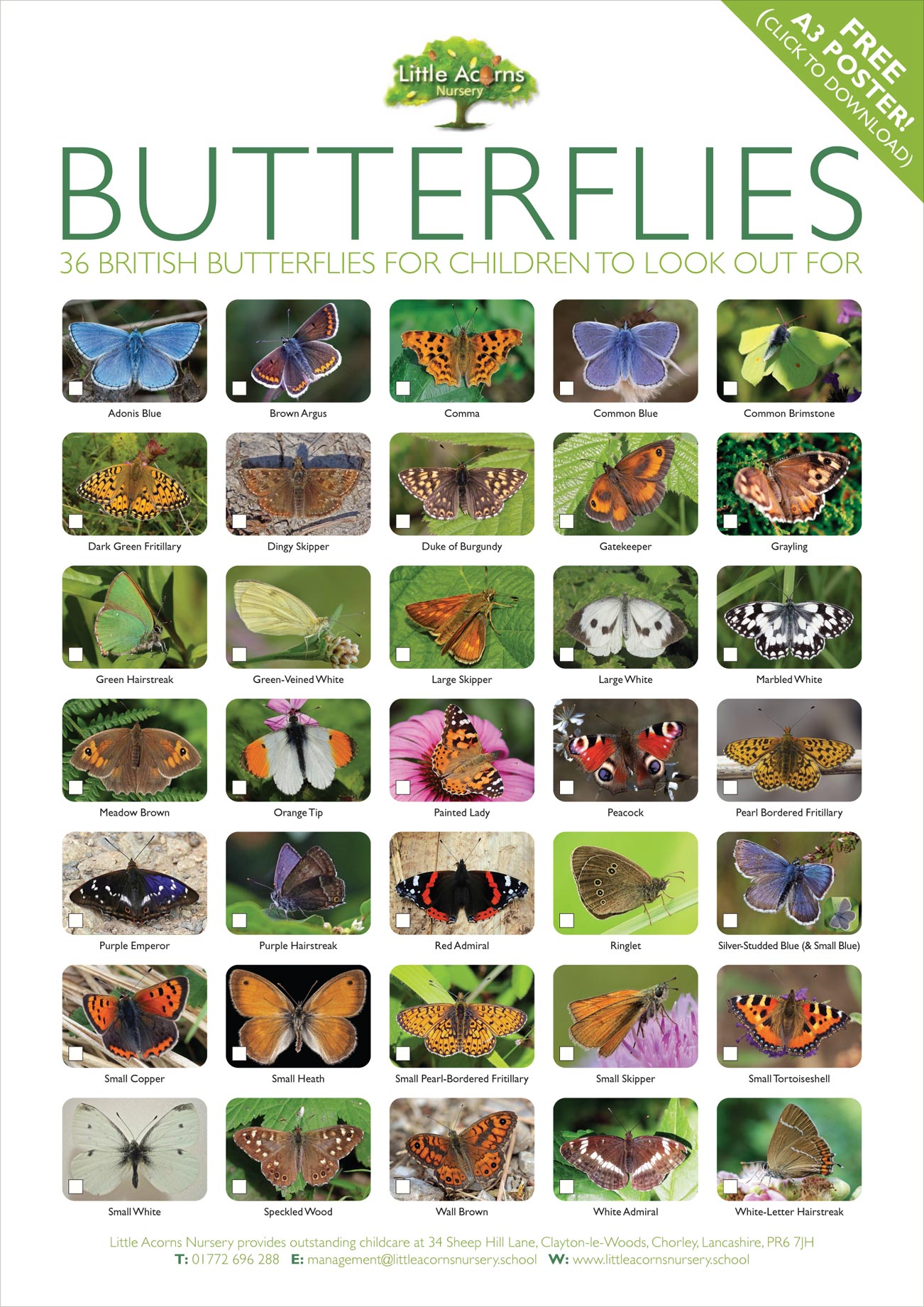 Download your free British butterfly identification poster (click to download or view).